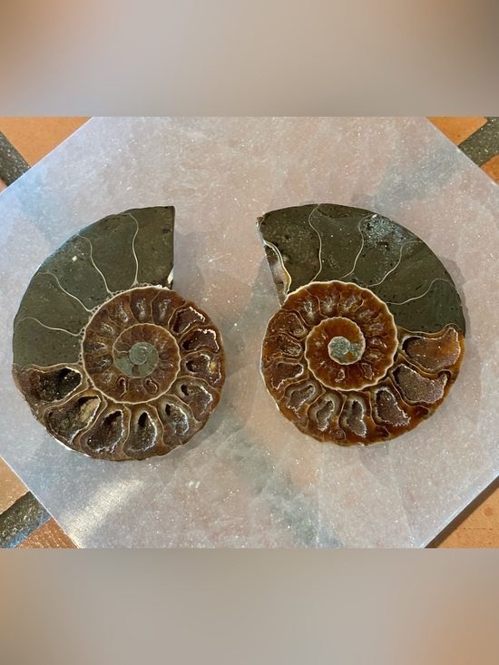 Other - Ammonite Fossil Halves – Polished Interior with Iridescent Shell & Druzy Pockets